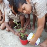 Tree Plantation